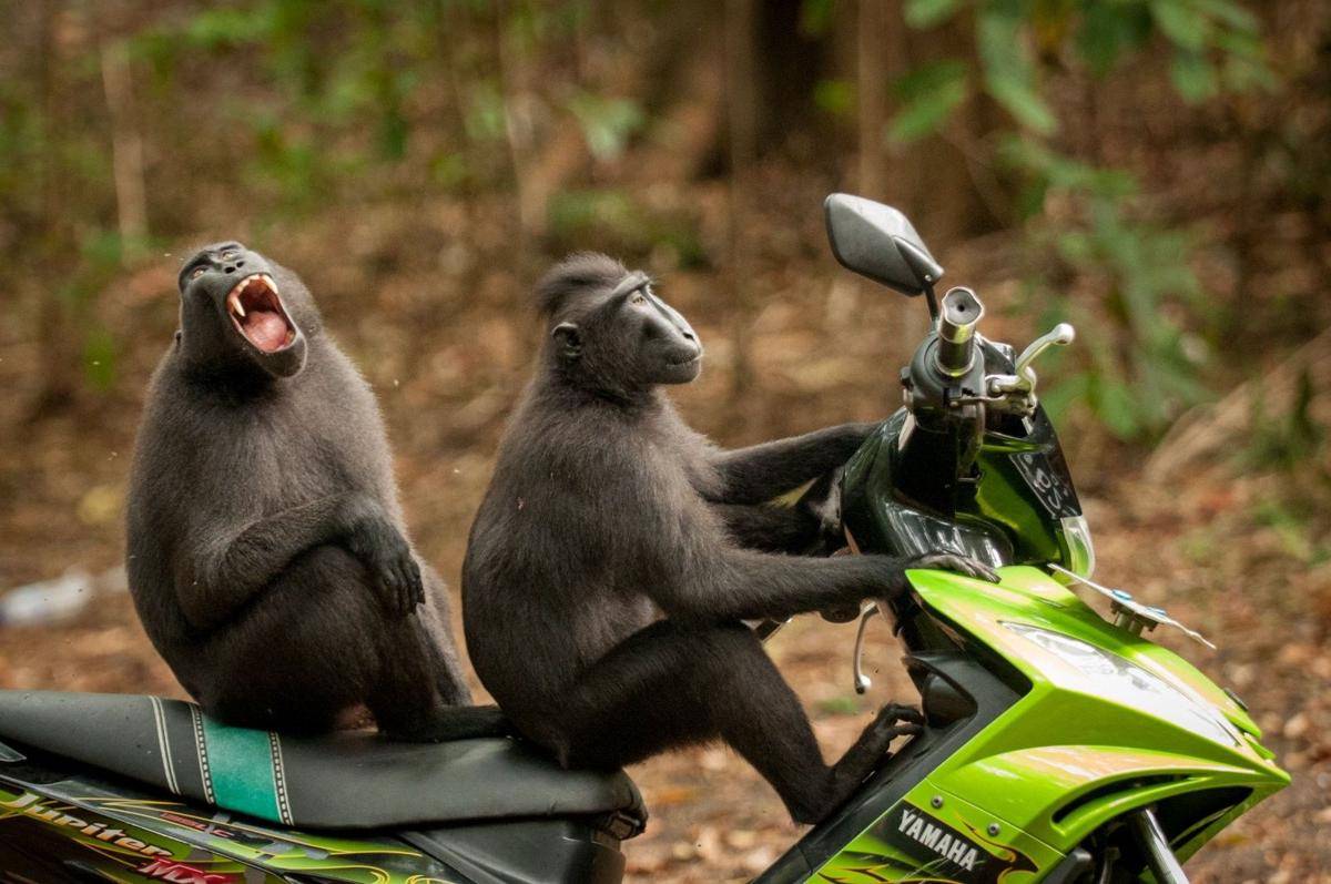 comedywildlifephoto.com