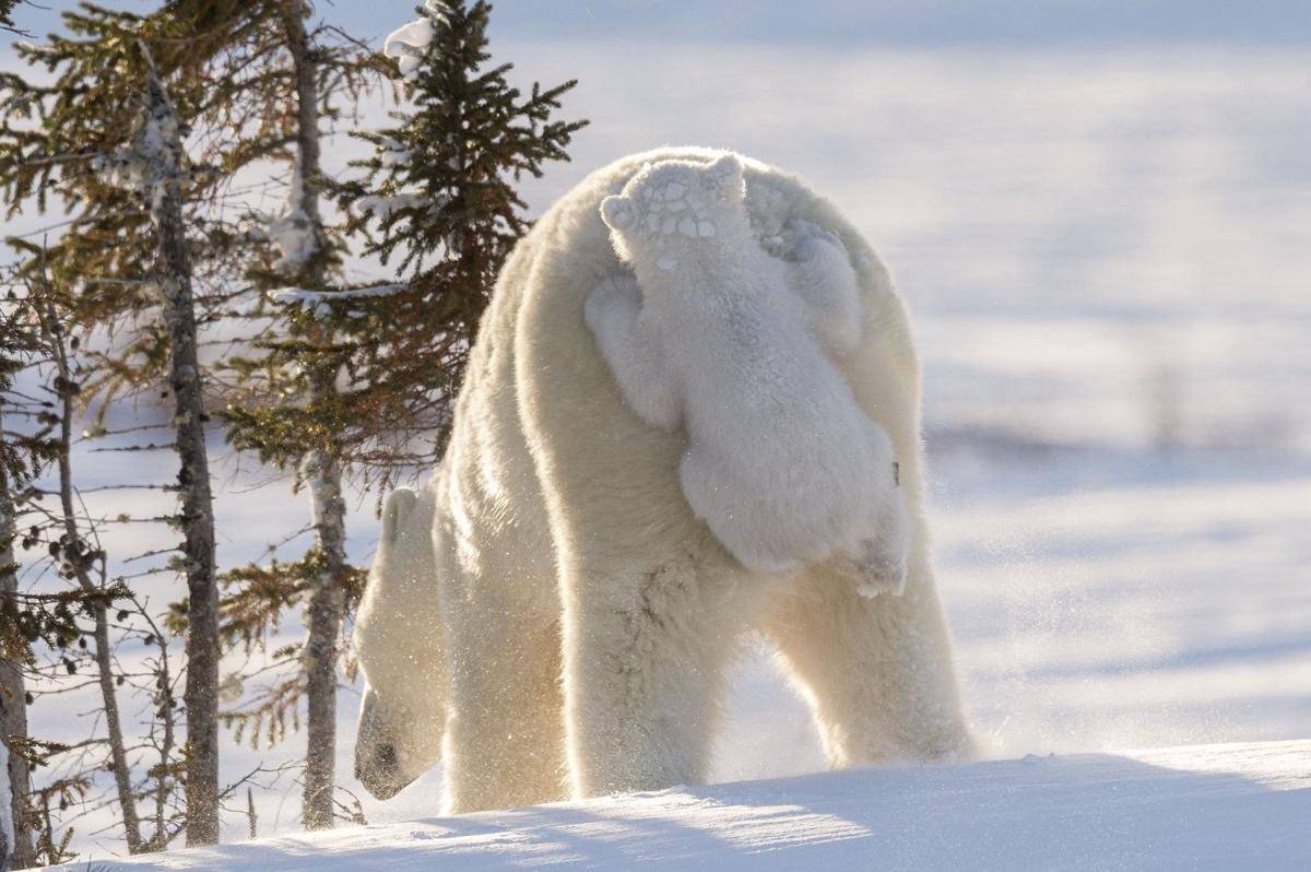 comedywildlifephoto.com