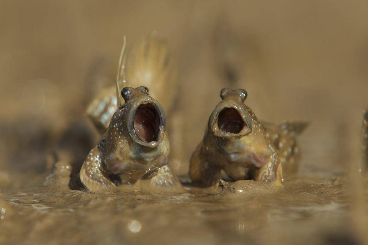 comedywildlifephoto.com