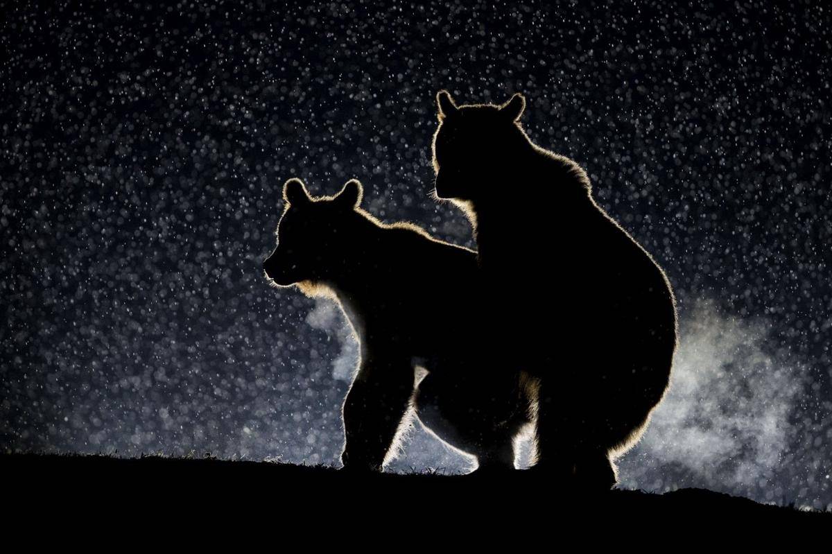 comedywildlifephoto.com