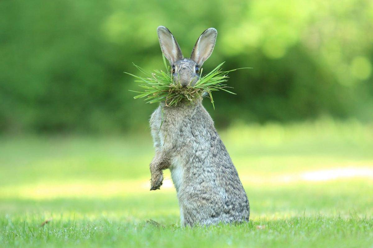 comedywildlifephoto.com