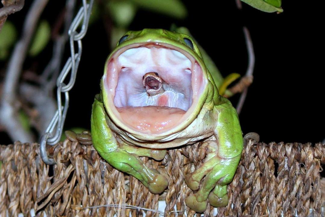 Nat Geo Bagikan Cerita di Balik 2 Foto Epic yang Menghebohkan Publik