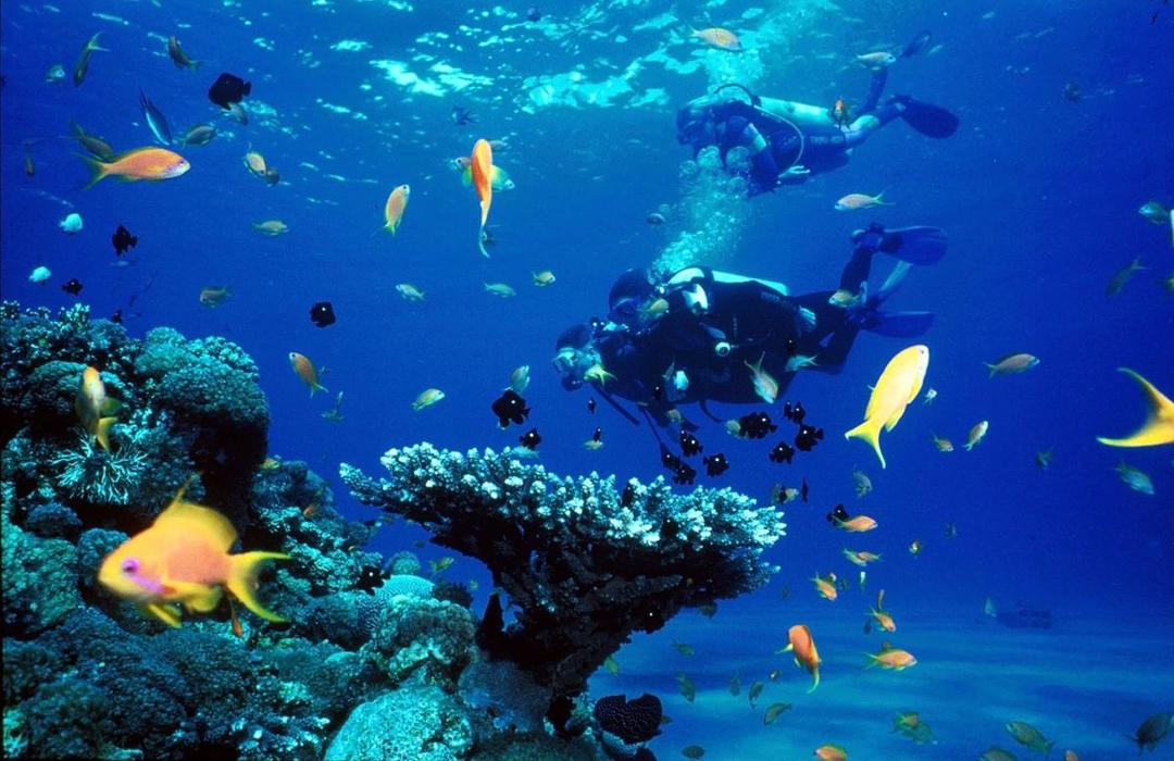 10 Potret Indah Surga Bawah Laut di Pulau Jawa, Bak Negeri Dongeng!