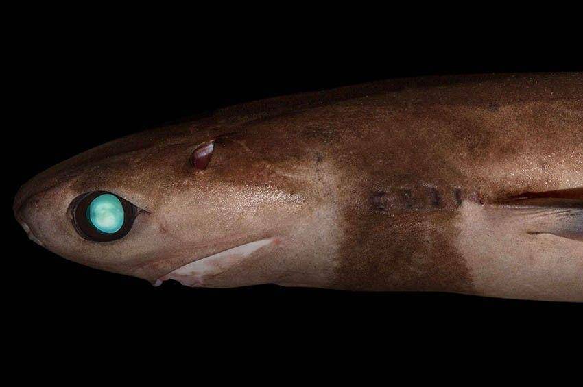 fishesofaustralia.net.au