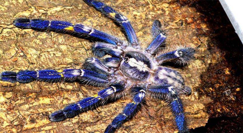 arachnoboards.com