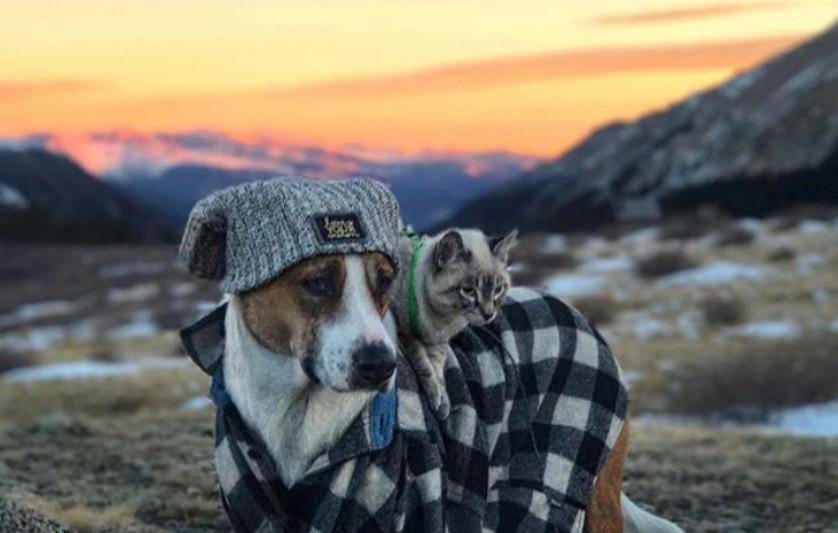 Instagram.com/henrythecoloradodog