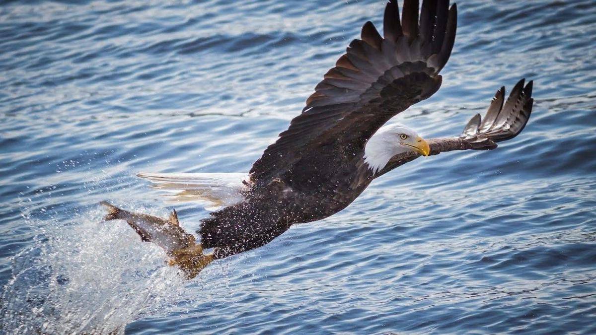 youtube.com/Wild Animal Documentary