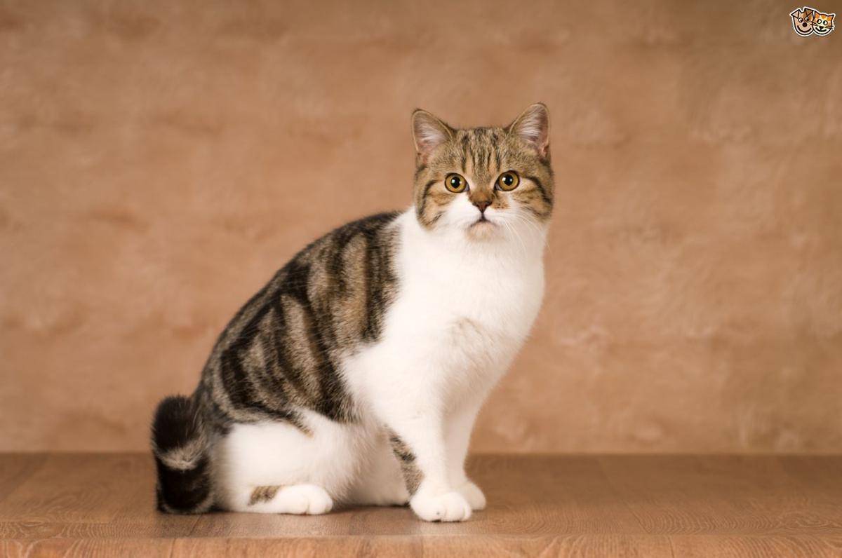 pets4homes.co.uk