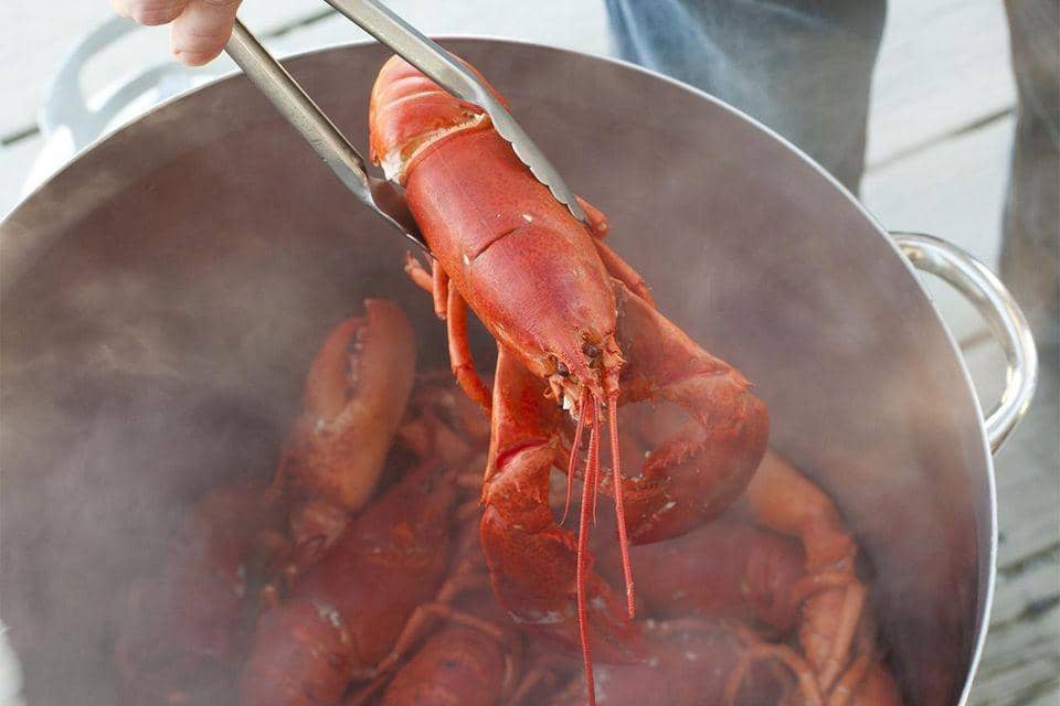 Negara Ini Larang Warganya Merebus Lobster Hidup-hidup