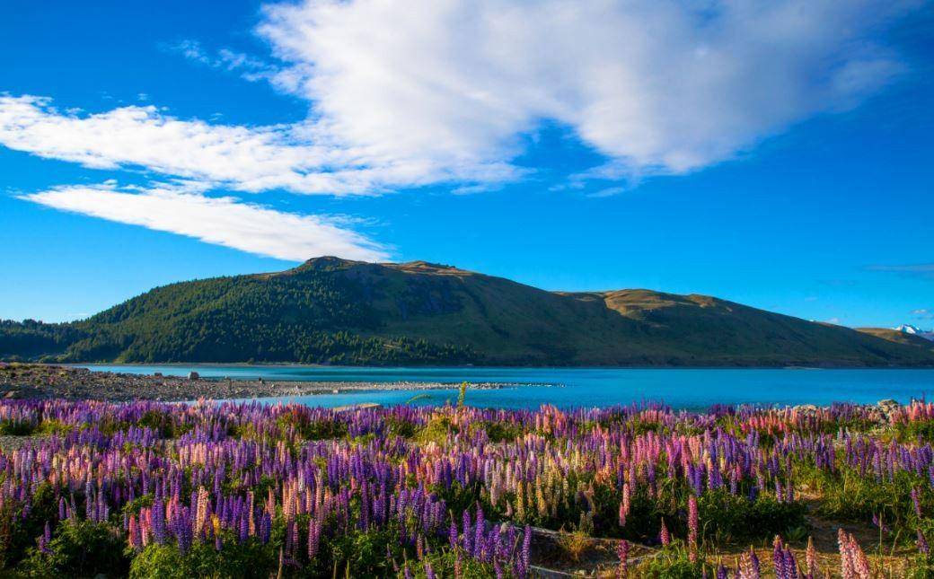 media.newzealand.com