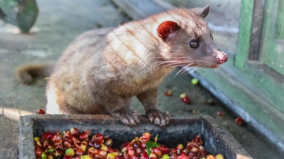 Adanya Penyiksaan Binatang di Balik Kenikmatan Kopi Luwak yang Mahal
