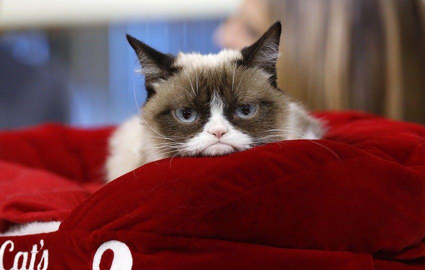 Tuntut Hak Cipta, Seekor Kucing Menang Gugatan Rp 9,4 Miliar