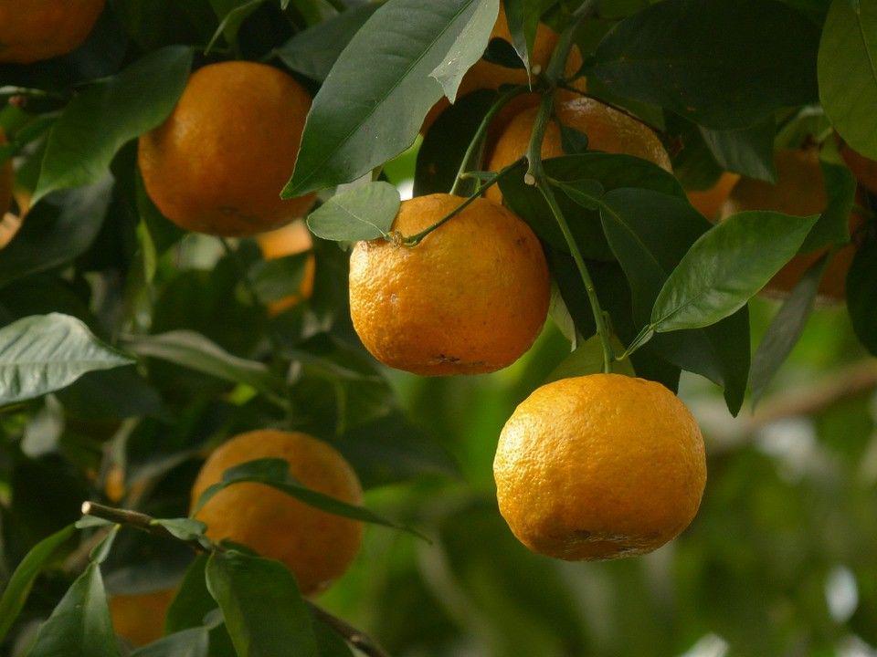 12  Buah yang Sering Dijadikan Rasa dalam Minuman Ringan
