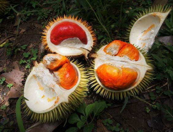 Gak Cuma Kuning, Kini Daging Durian Ada Warna Merah dan Oranye Lho!