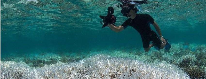 globalcoralbleaching.org