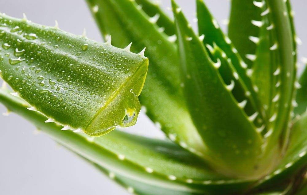 rodalesorganiclife.com