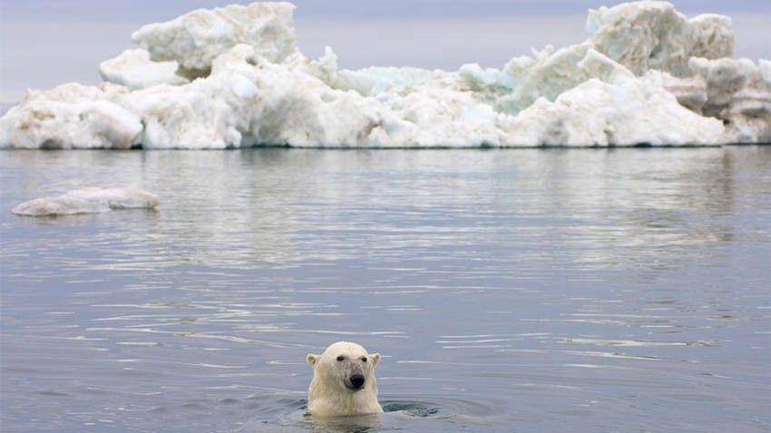 wordwildlife.org