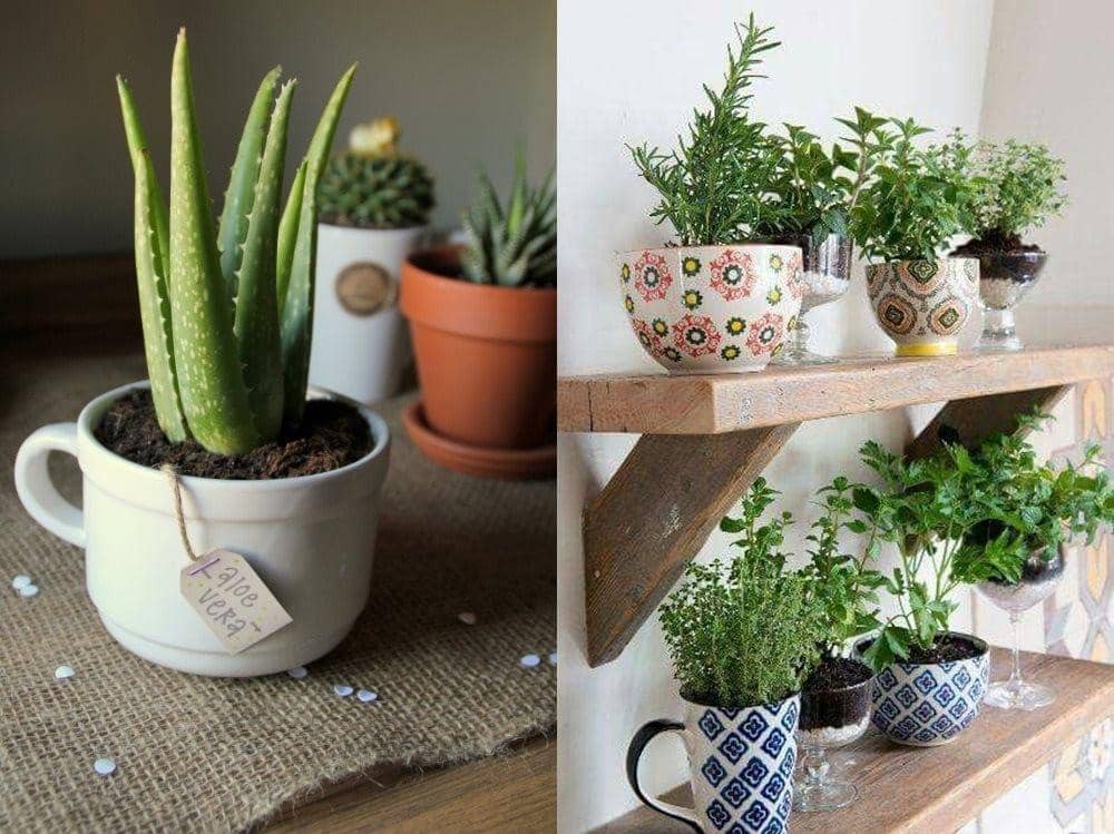 daisy-pickers.tumblr.com