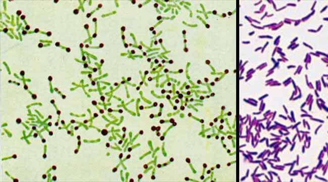 bacteriologynotes.com