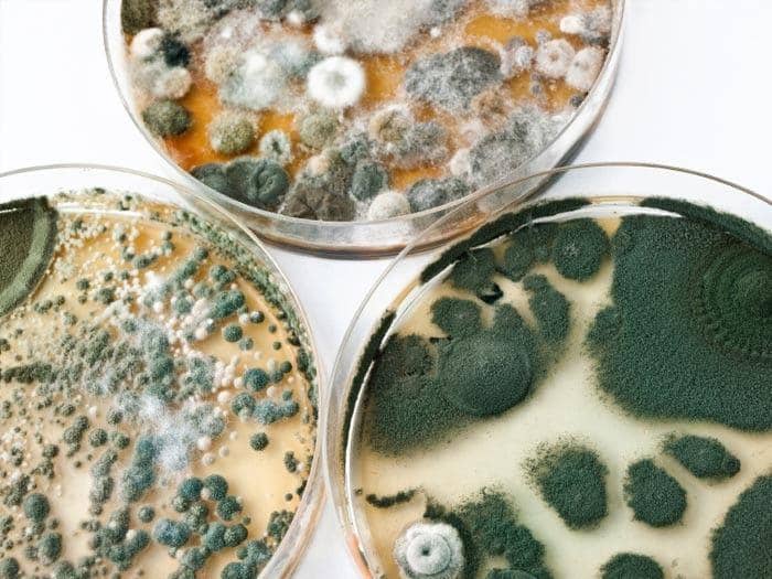 mold-awareness.org