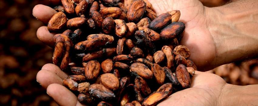 Cokelat Diprediksi Langka dalam 40 Tahun ke Depan, Ini Penjelasannya