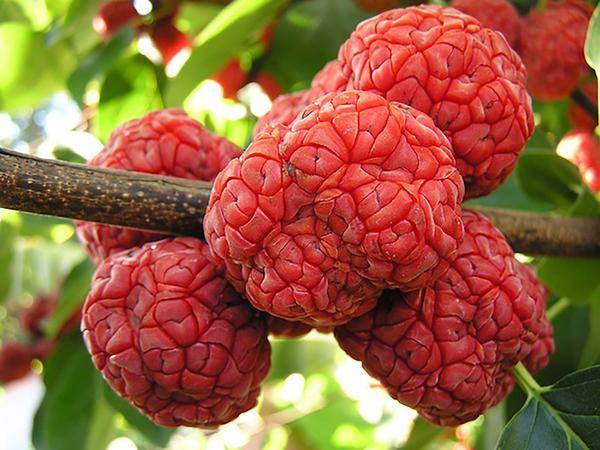 treepeony.com