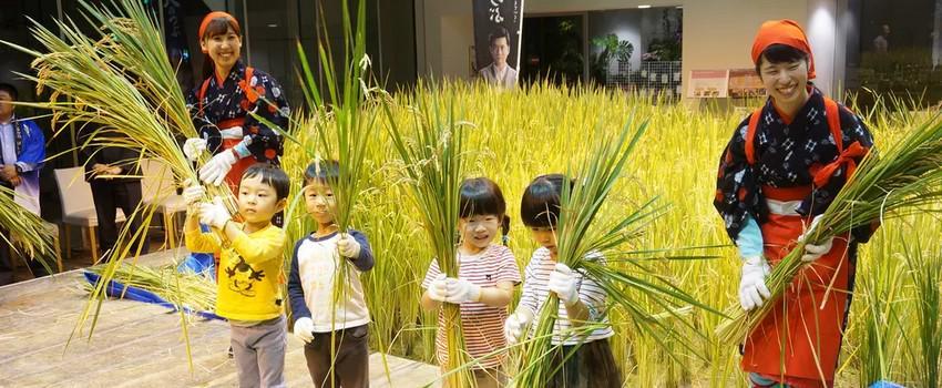 Unik! Ada Sawah dan Kebun Dalam Kantor di Jepang