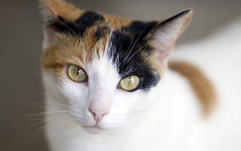 thehappycatsite.com
