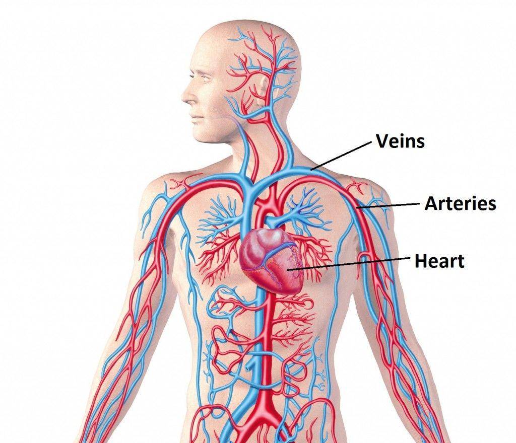 anatomyid.com