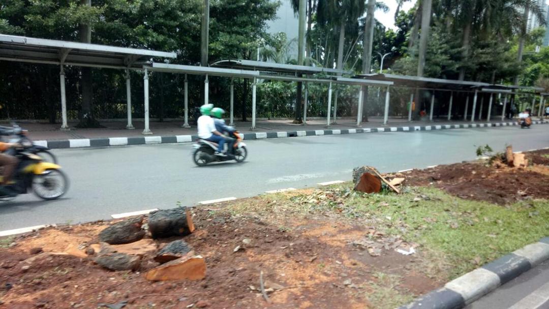 Penataan Trotoar Sudirman-Thamrin Korbankan Pohon? Begini Penjelasan Sandiaga