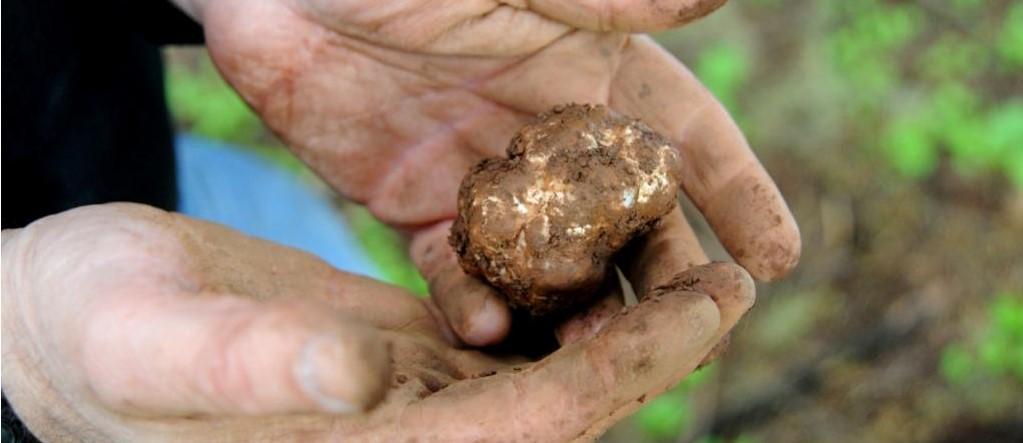 Warga Italia Didenda Pemerintah Turki Karena Selundupkan Jamur Truffle