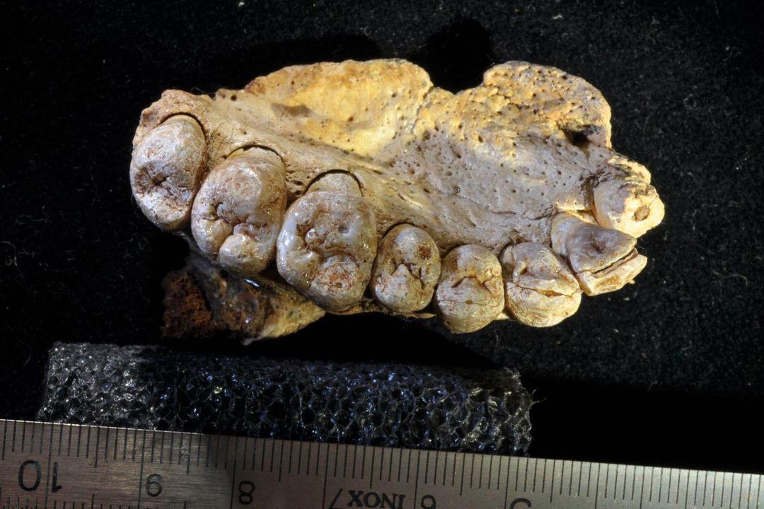Fosil Homo Sapiens Tertua di Dunia Telah Ditemukan