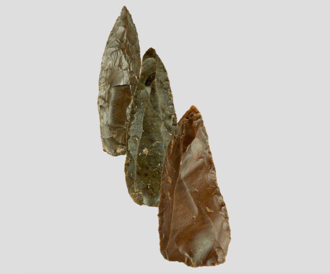 africanamericangenealogydna.com