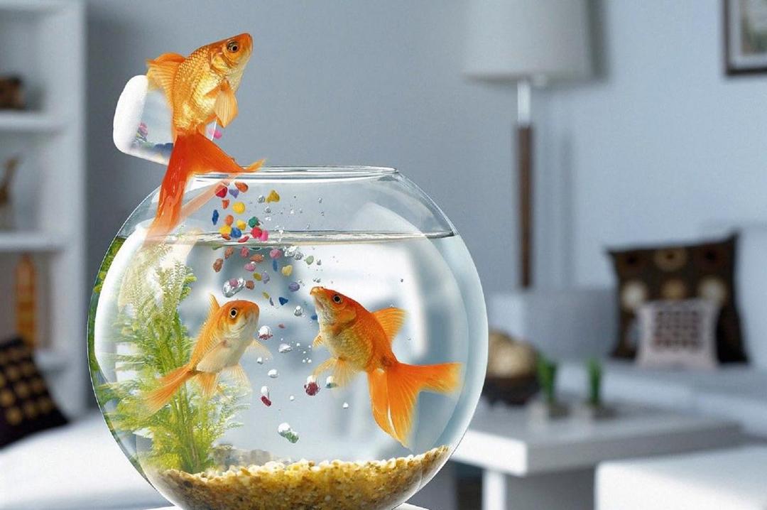 Bagaimana Cara Ikan Tidur? Ini Penjelasannya Ilmiahnya!
