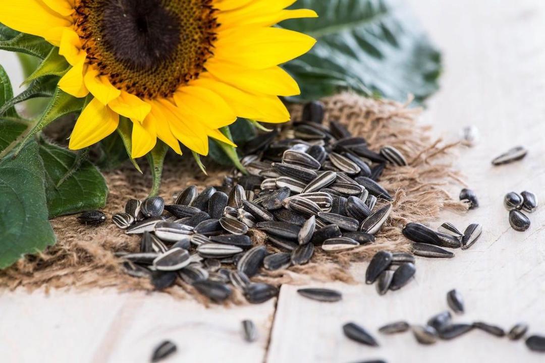 Selain Antioksidan, Kuaci Ternyata Punya 6 Khasiat Lain Bagi Kesehatan
