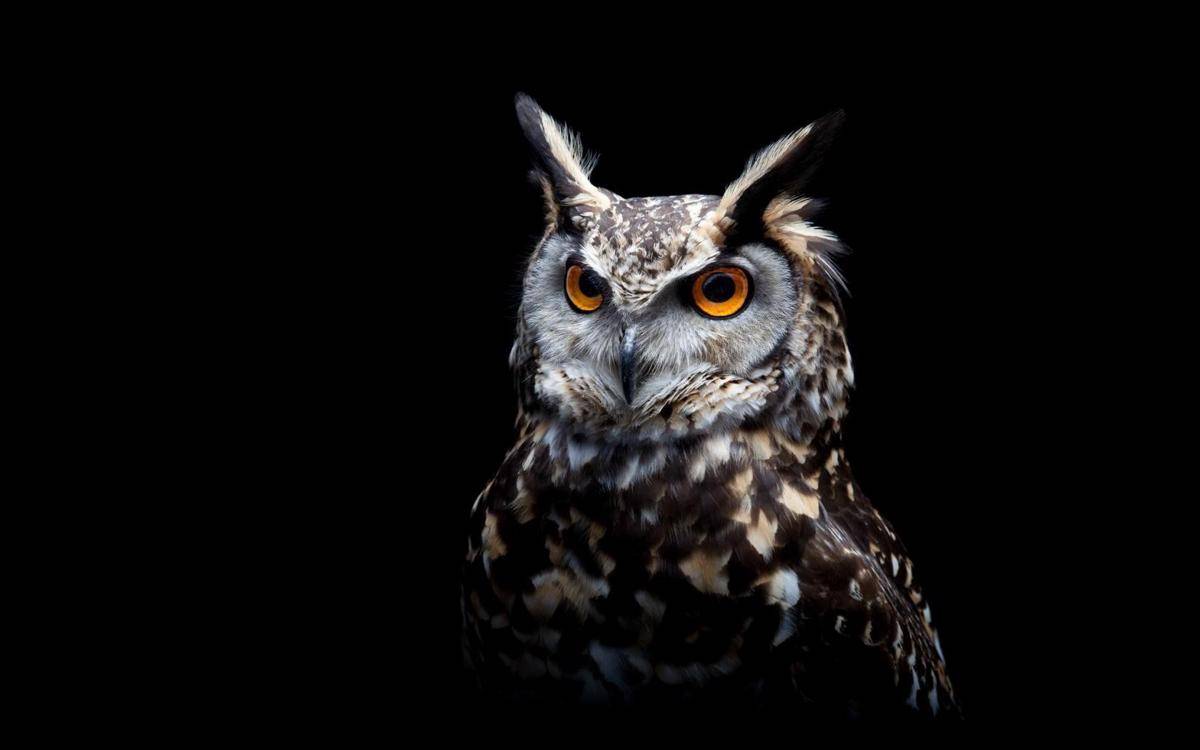 newhdwallpapers.in