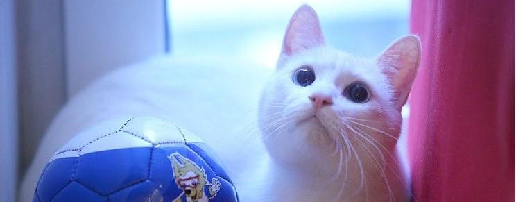 Perkenalkan Achilles, Kucing Peramal Pertandingan Piala Dunia 2018