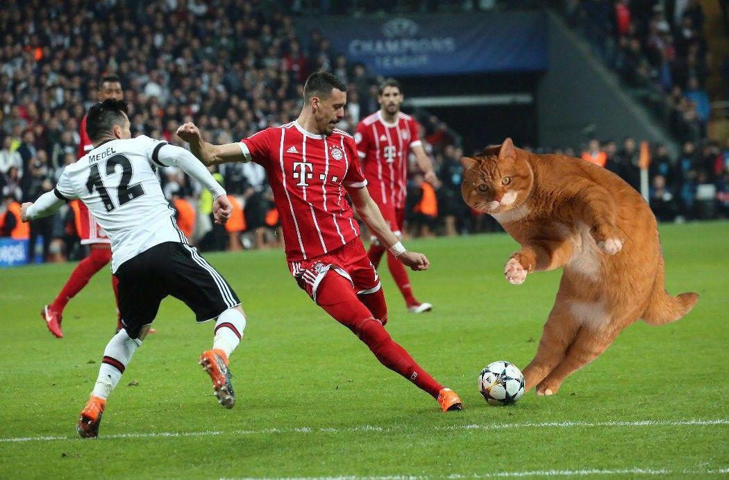 Apes! Besiktas Didenda Karena Ada Kucing Lewat di Lapangan