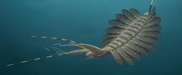 Begini Lho Otak Predator Laut Berusia 520 Tahun