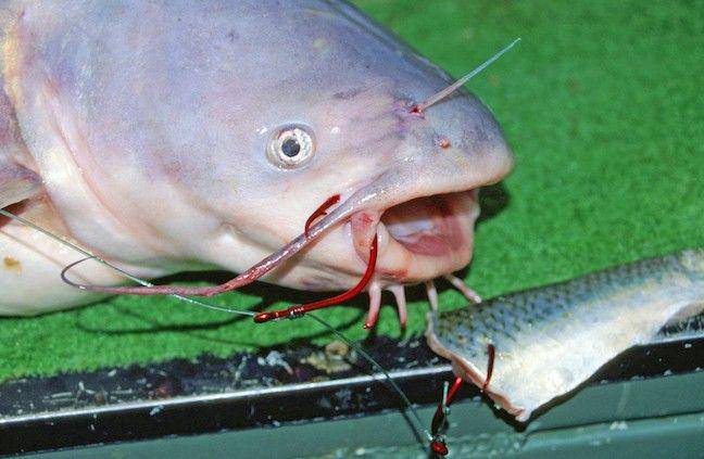gameandfishmag.com