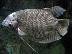 fishlore.com