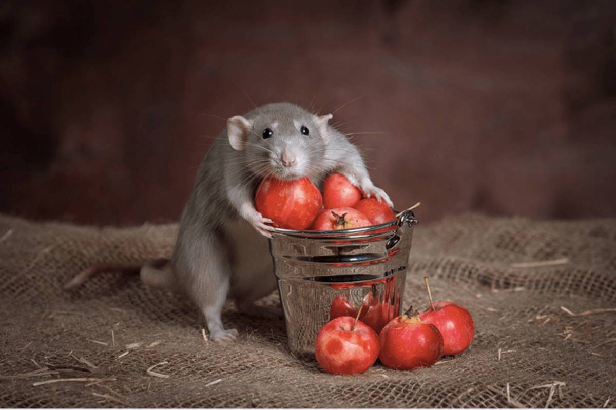 [CERPEN] Tikus-tikus Rakus