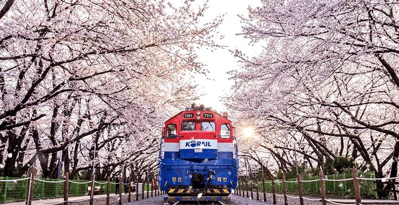5 Lokasi Wisata yang Wajib Didatangi Kala Musim Semi di Korea Selatan