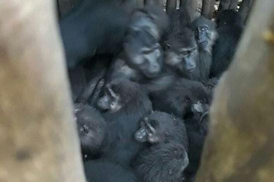 29 Ekor Monyet Hitam Sulawesi yang Serang Lahan Warga Akhirnya Kembali ke Habitat