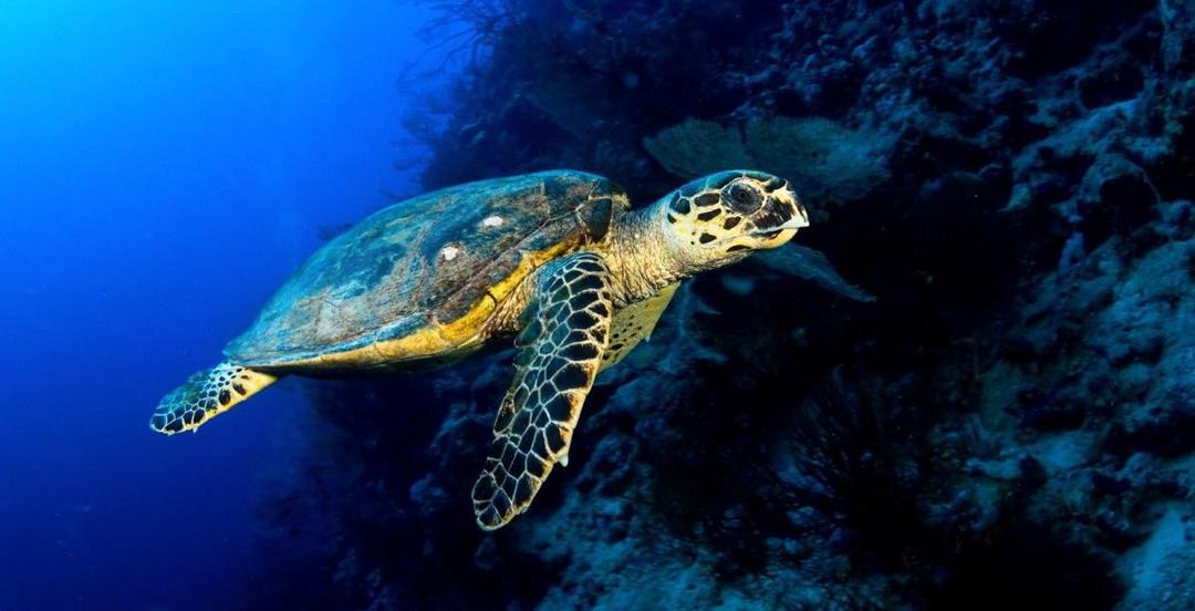 Sedih, 7 Hewan Ini Sering Menjadi Korban Eksploitasi