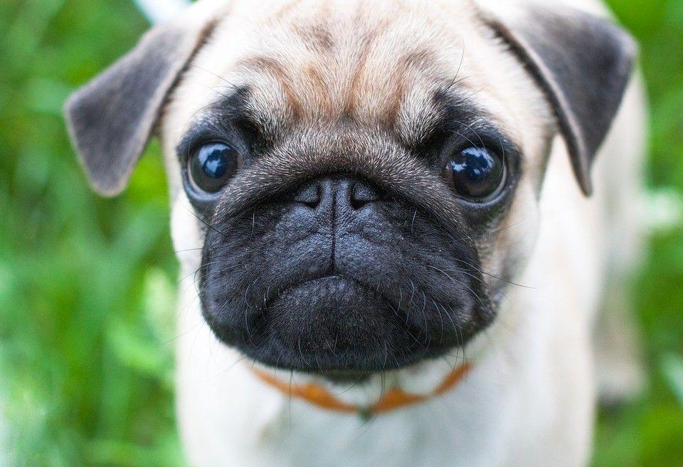 5 Makanan KitaSehari-hari  Ini Bisa Berakibat Fatal untuk Anjing Lho