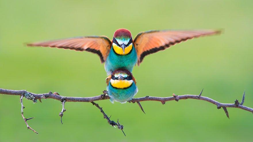 Keren! Ini 10 Foto Pemenang Sony World Photography Awards 2018