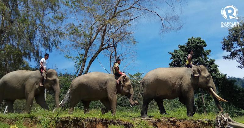 Masih Alami Banget, Wisata Gajah di Hutan Belantara Aceh