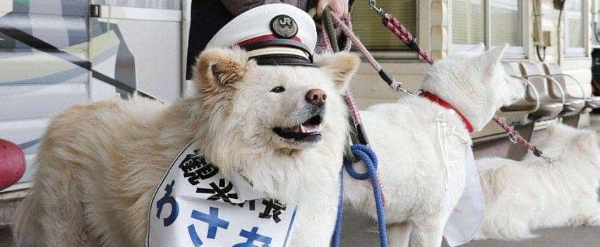 twitter/@kawaiinewstime