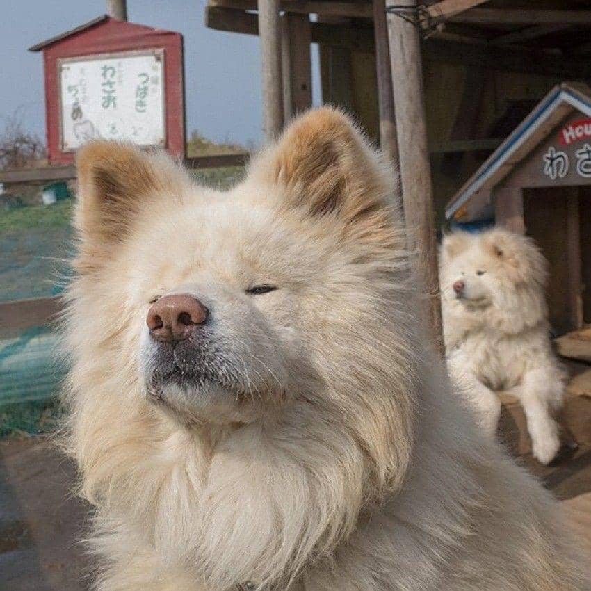 twitter/@WASAO_official